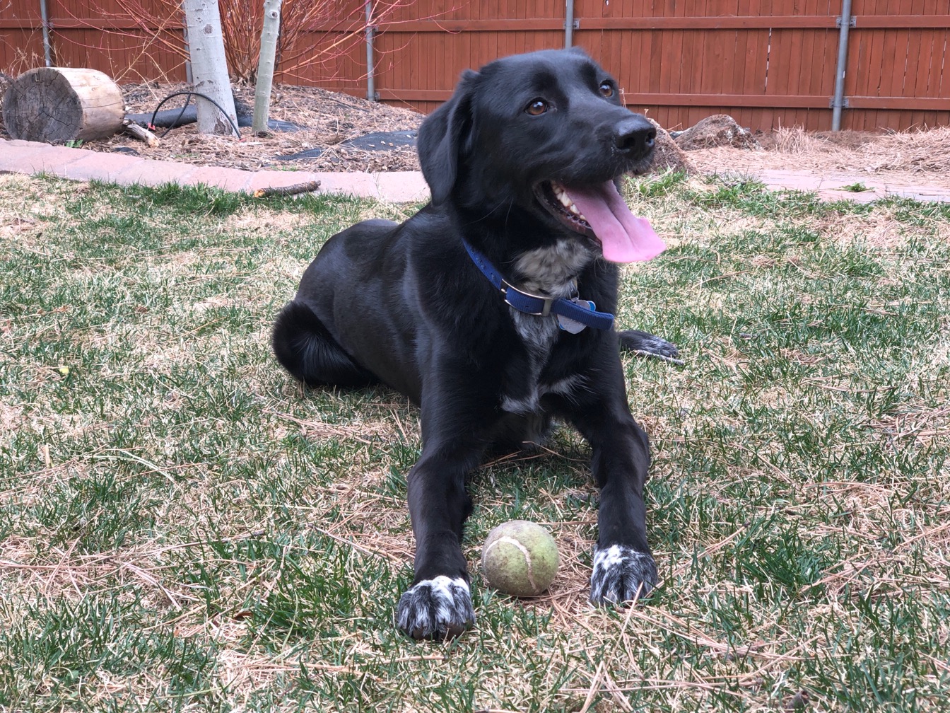 Black lab-like pup with tennis ball on the lawn.  