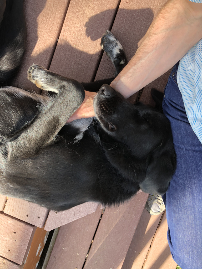 Dog snuggling, eyes closed, against my leg on the porch 
