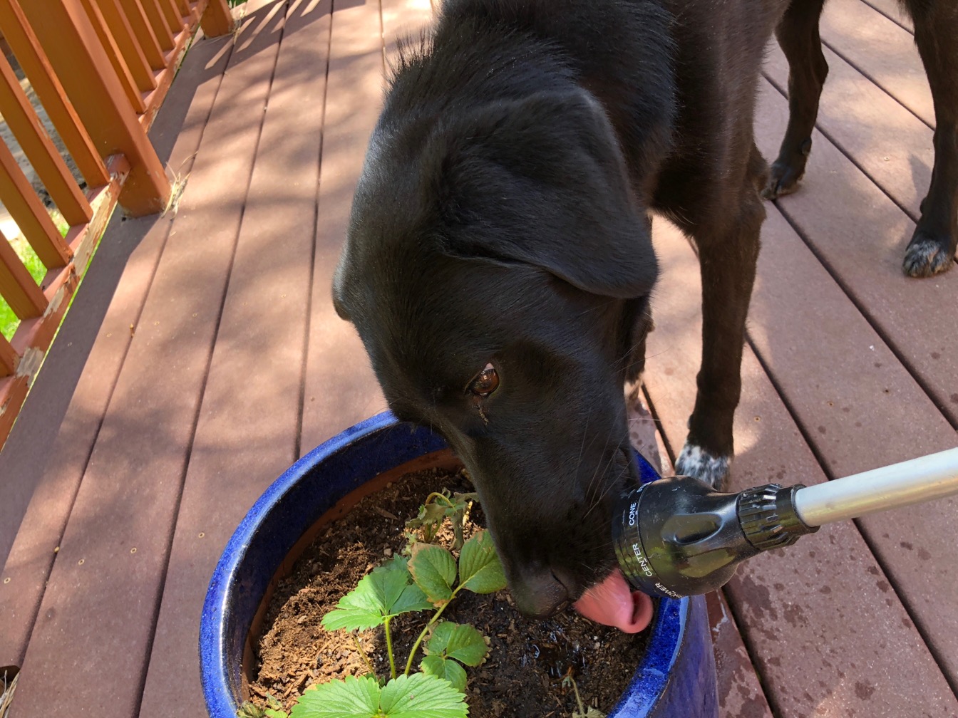 Black dog drinking from the hose nozzle over a planter.  