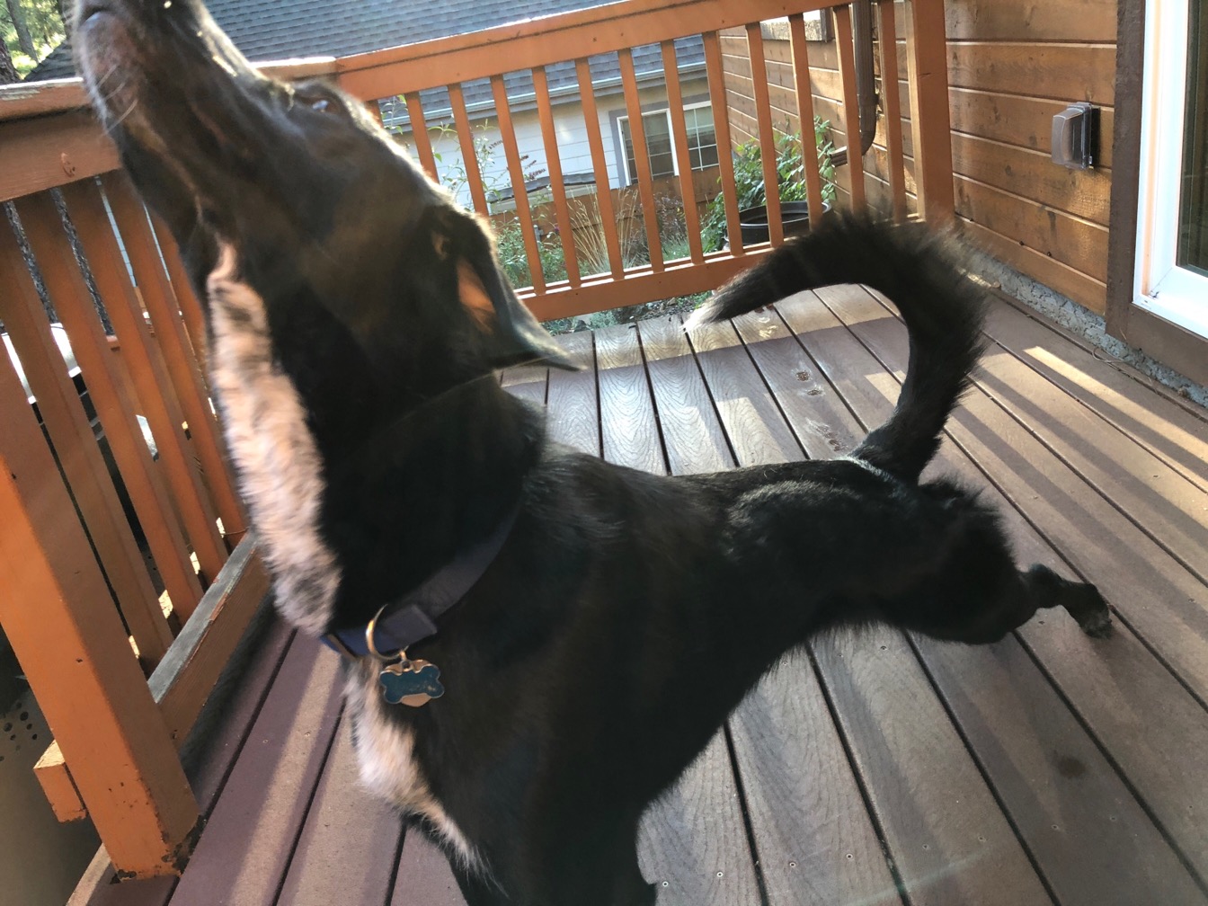 Photo of a black dog in a deep stretch.  
