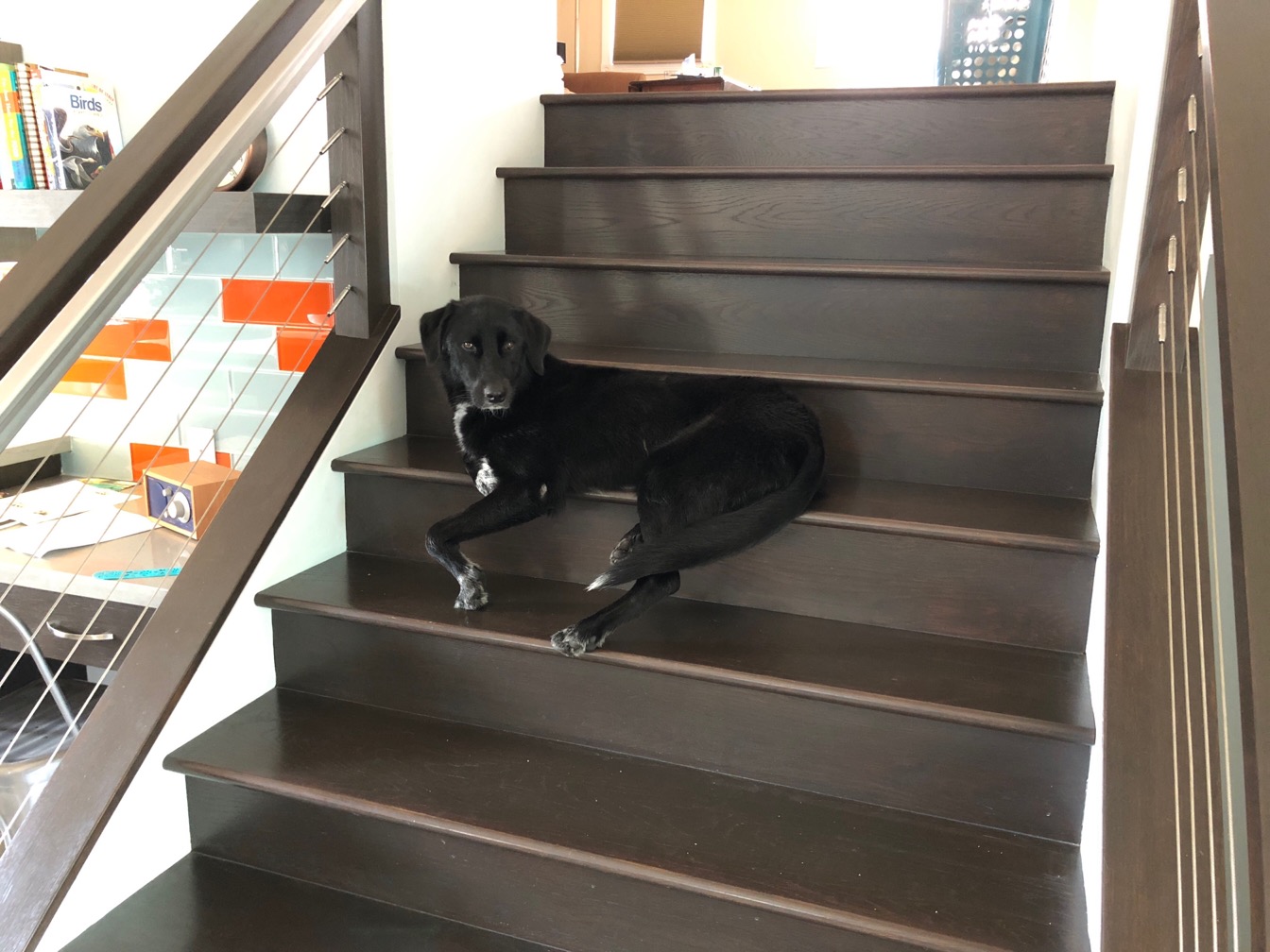 Photo of a black dog laying on a staircase.  