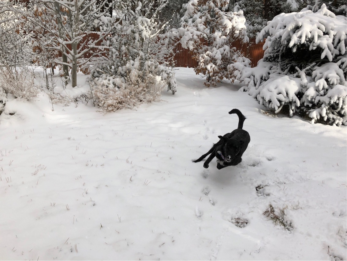 Photo of a black dog running in the snow 