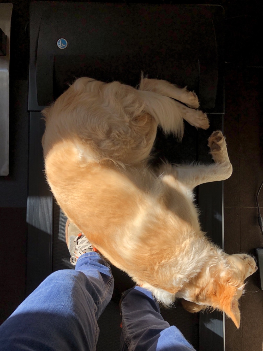 Photo of a dog sleeping in a sunbeam on a treadmill.  