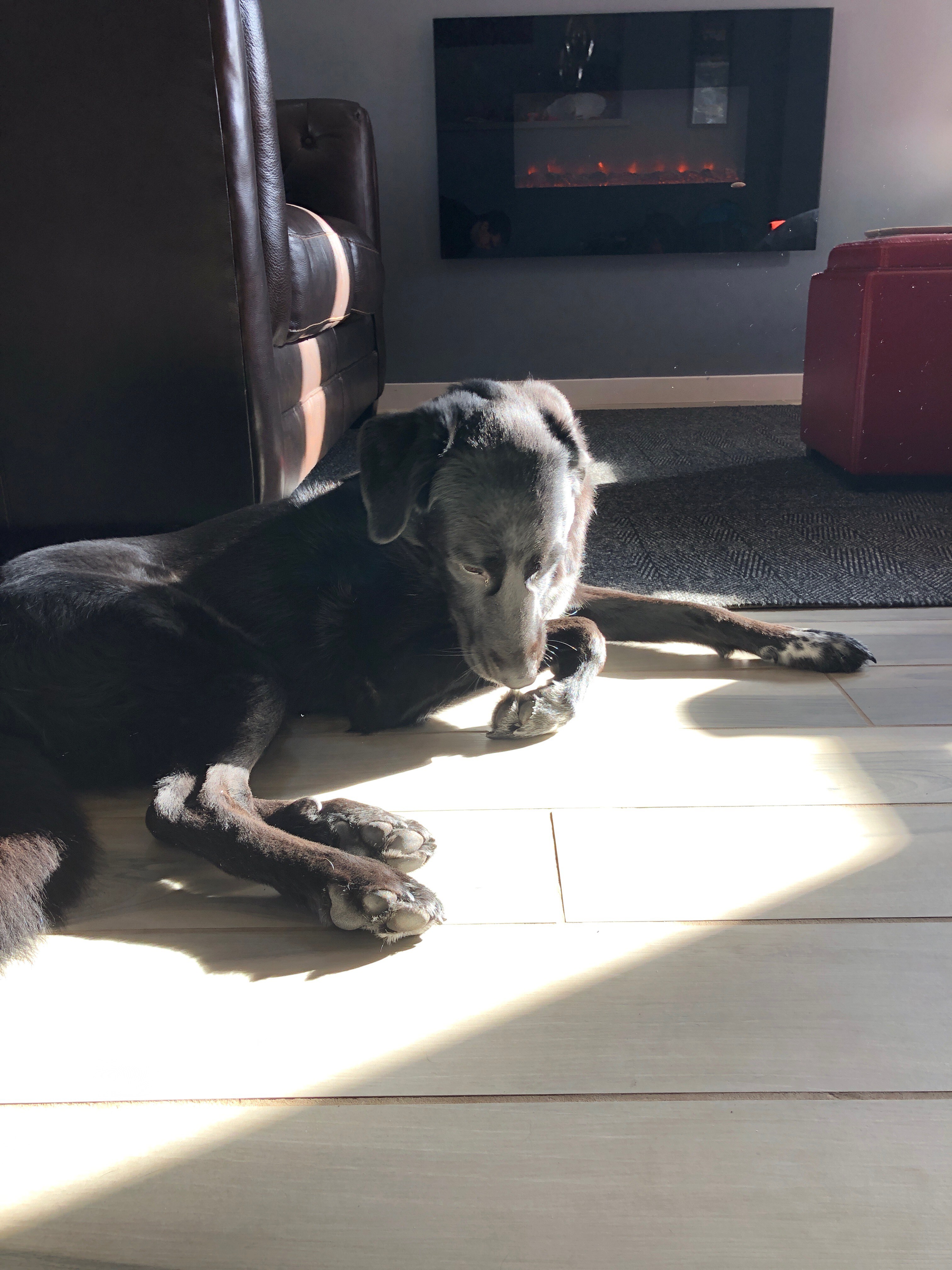 Photo of a black dog lying in the sun beside a sofa 
