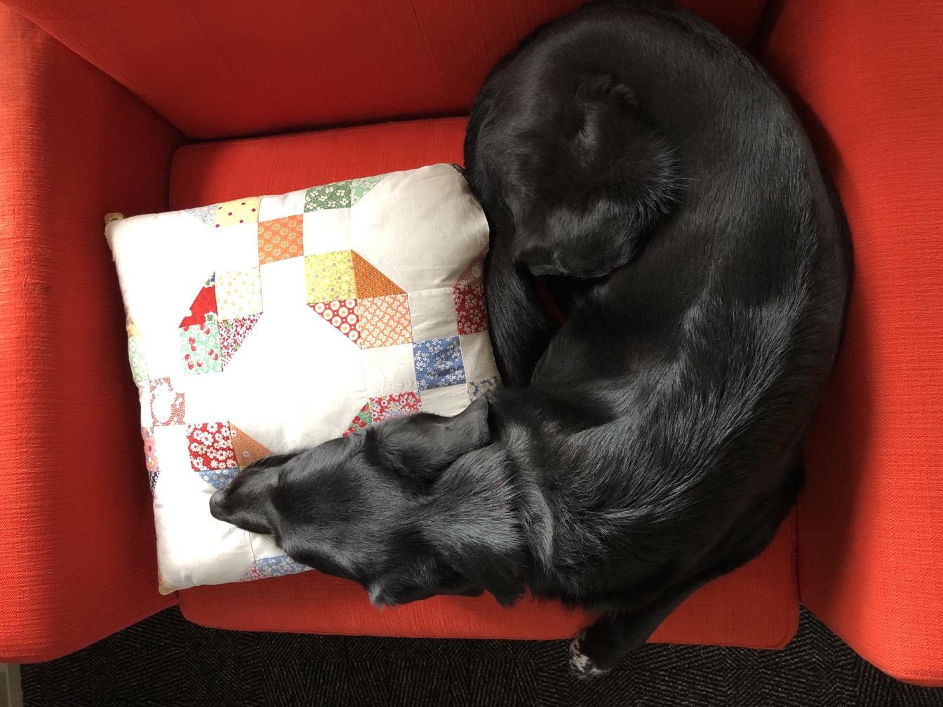 Overhead view of a black dog squeezed onto an orange chair with a big pillow 