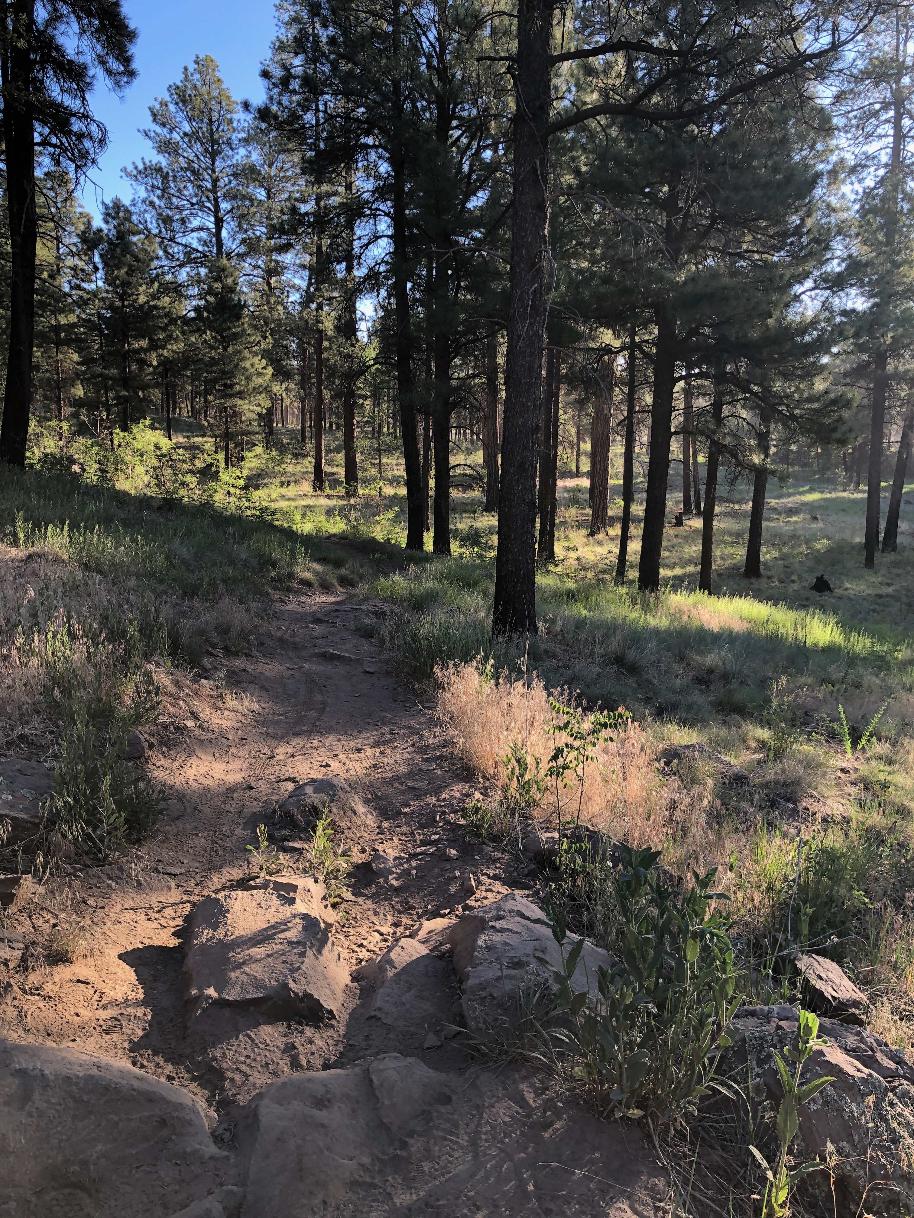 Trail leading away through ponderosa pine trees with low sun 
