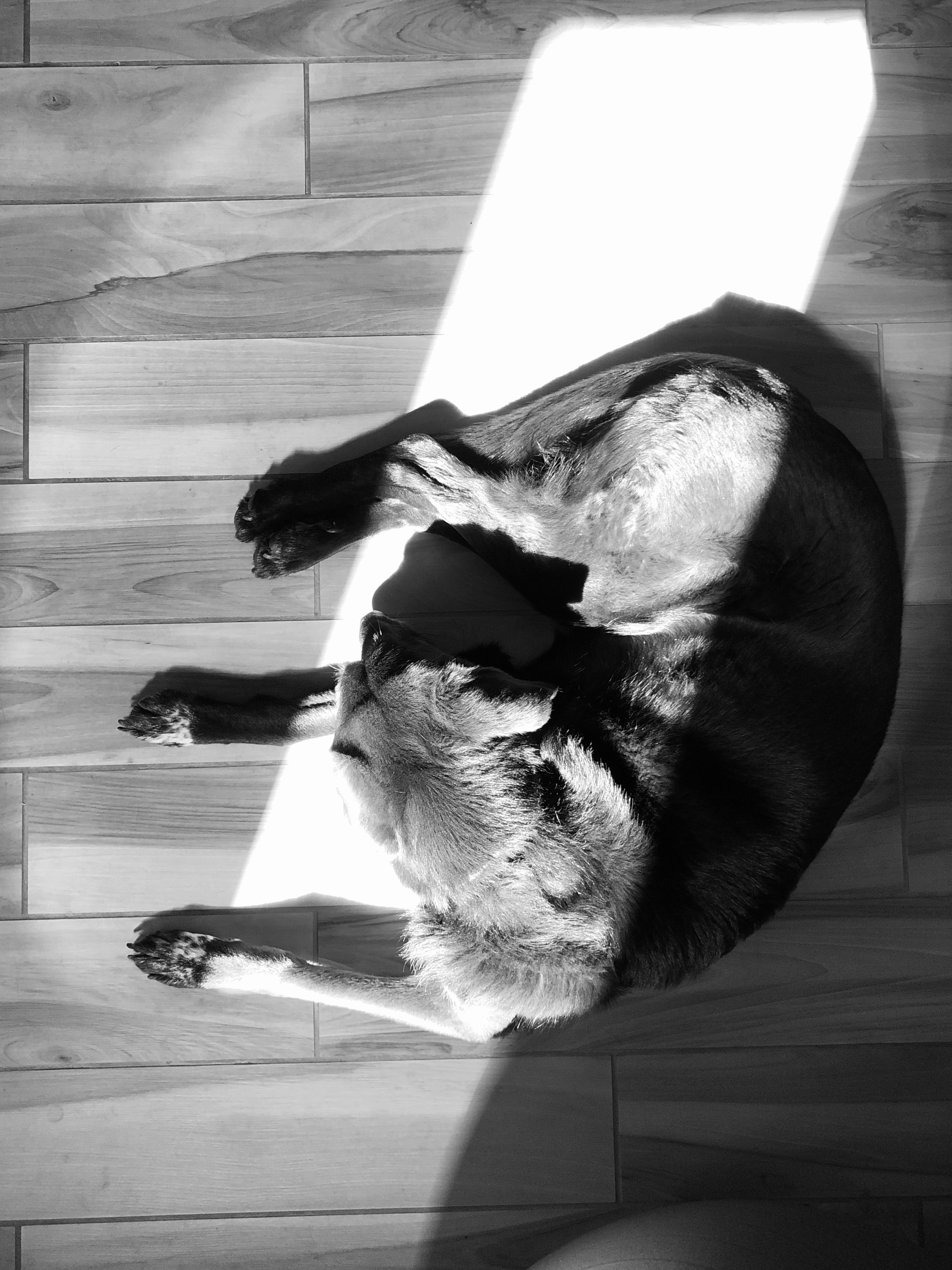 A black dog on gray tiles lit by a narrow stripe of sunlight 