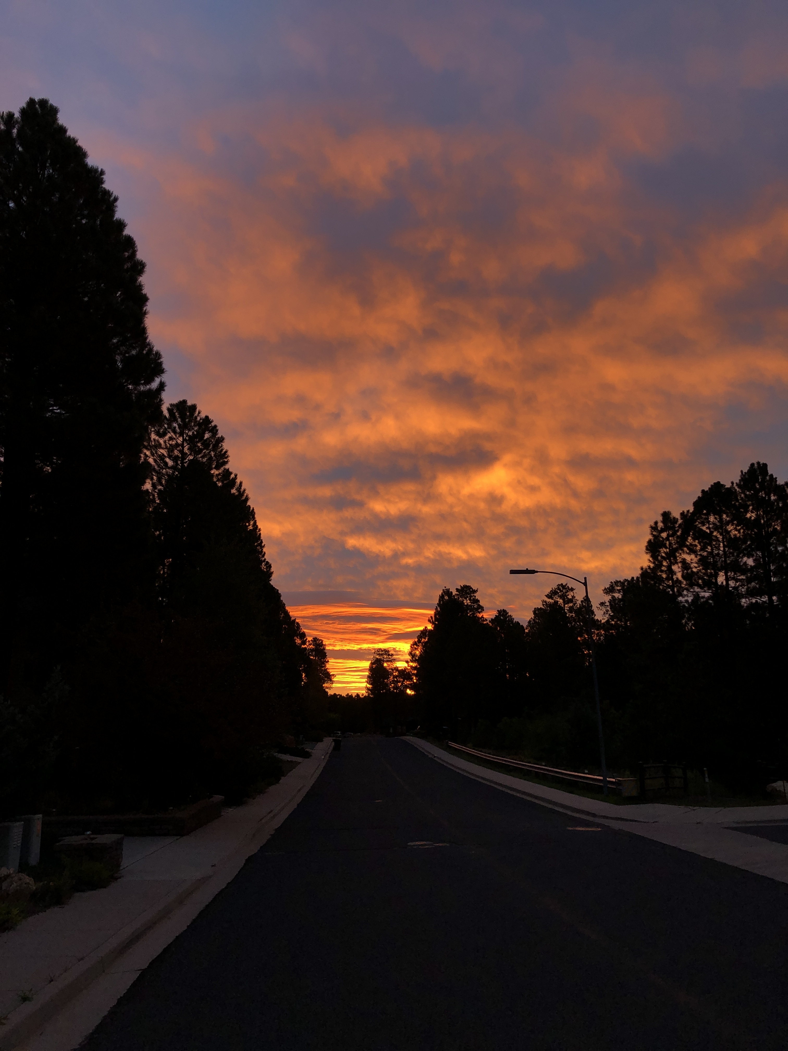 A street flanked by tall ponderosa pines, with a sky and clouds lit up a mottled orange 