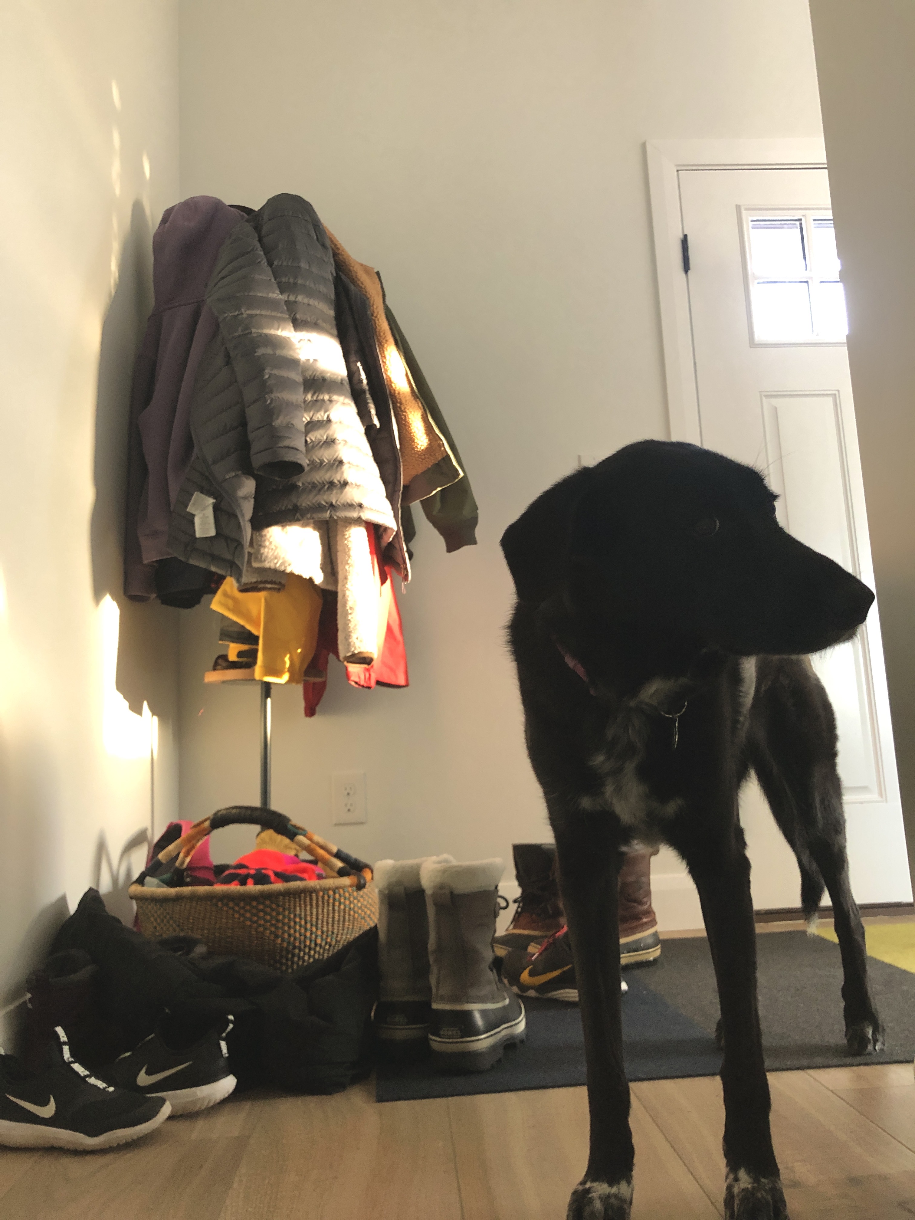 a black dog waits at the top of the stairs beside boots and jackets