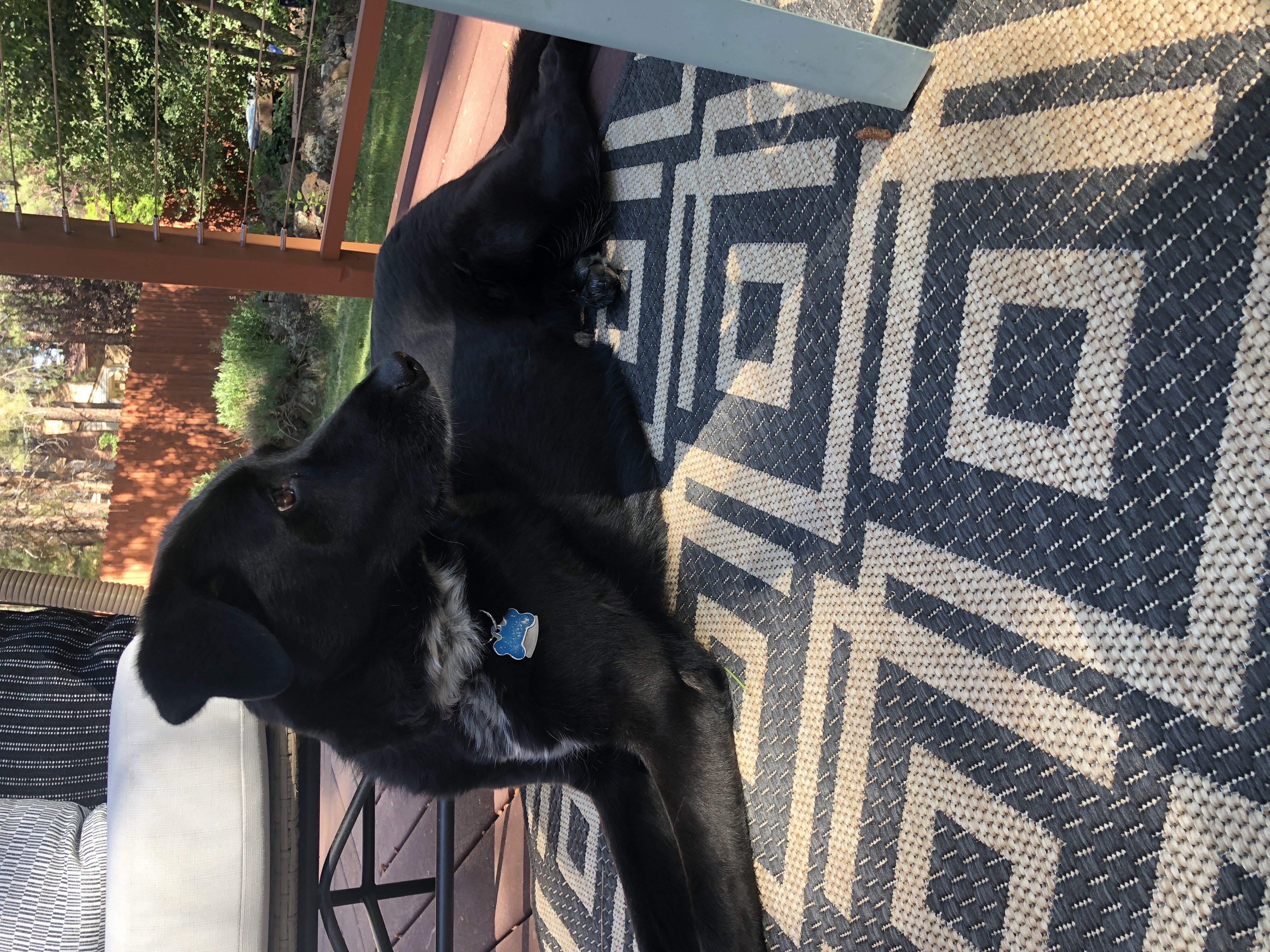 A medium sized black dog lies in profile with her head tilted to look at something behind her. She is on an outdoor rug on a wooden deck with lawn and garden behind her.