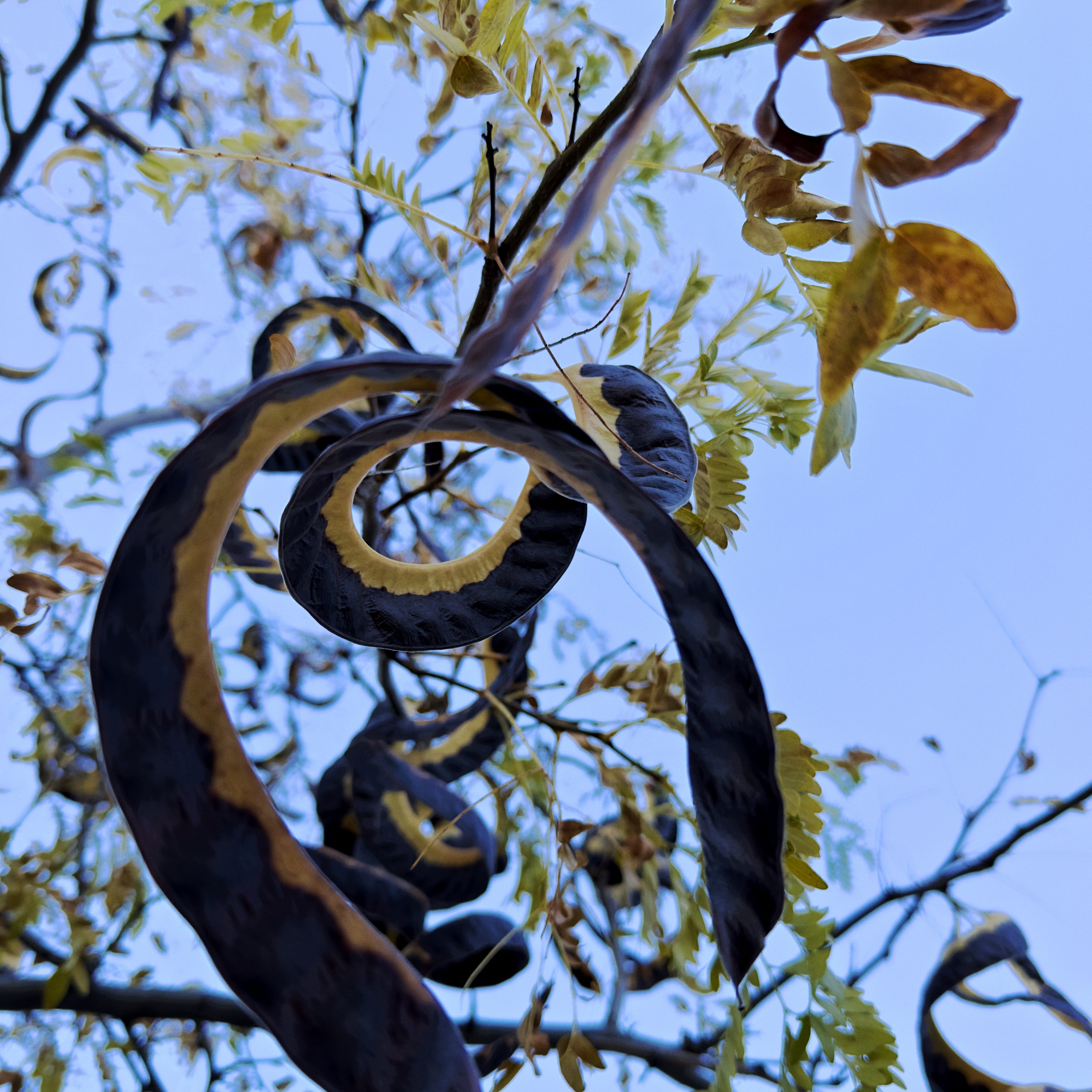 A spiral-shaped dried seed pod hanging from a tree. It is dark brown with a yellow ribbon along its edge. Shot from below, the bright blue sky shows above it.