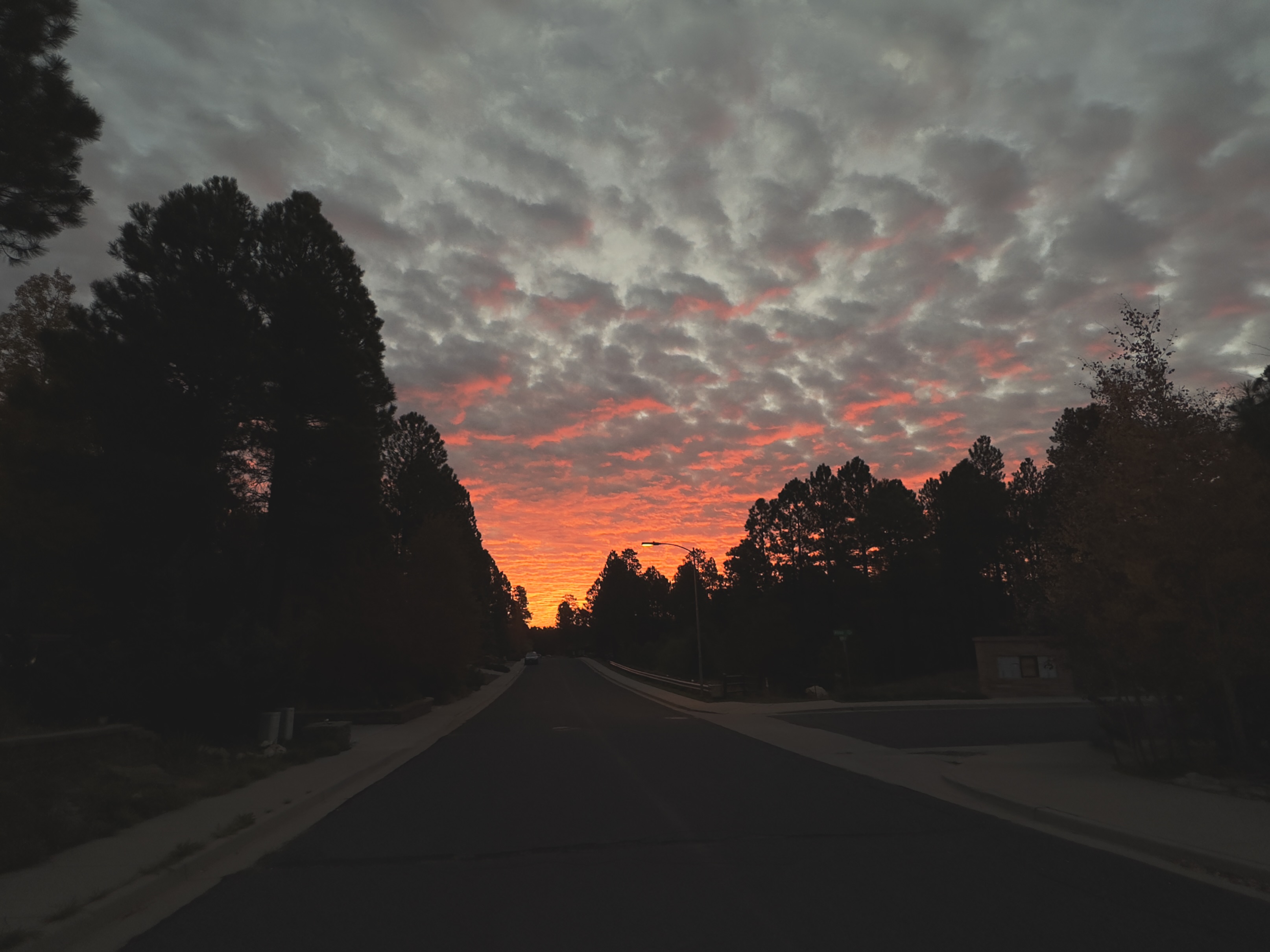 Bright pink backlit clouds above a dark line of ponderosa pines leading to the horizon
