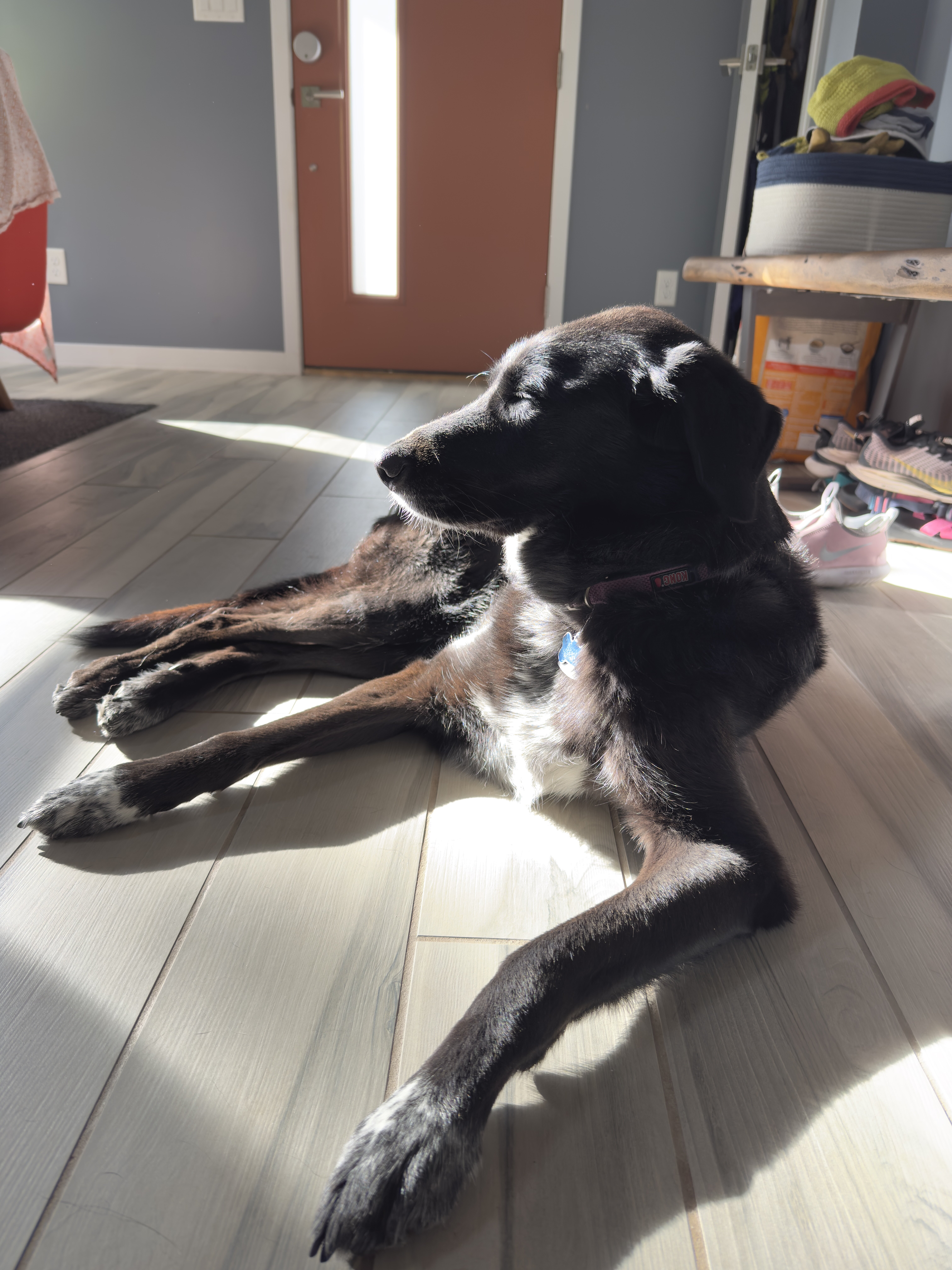 A mostly black dog sits in a bright sunbeam on a tile floor, eyes closed with her face in the sunshine.