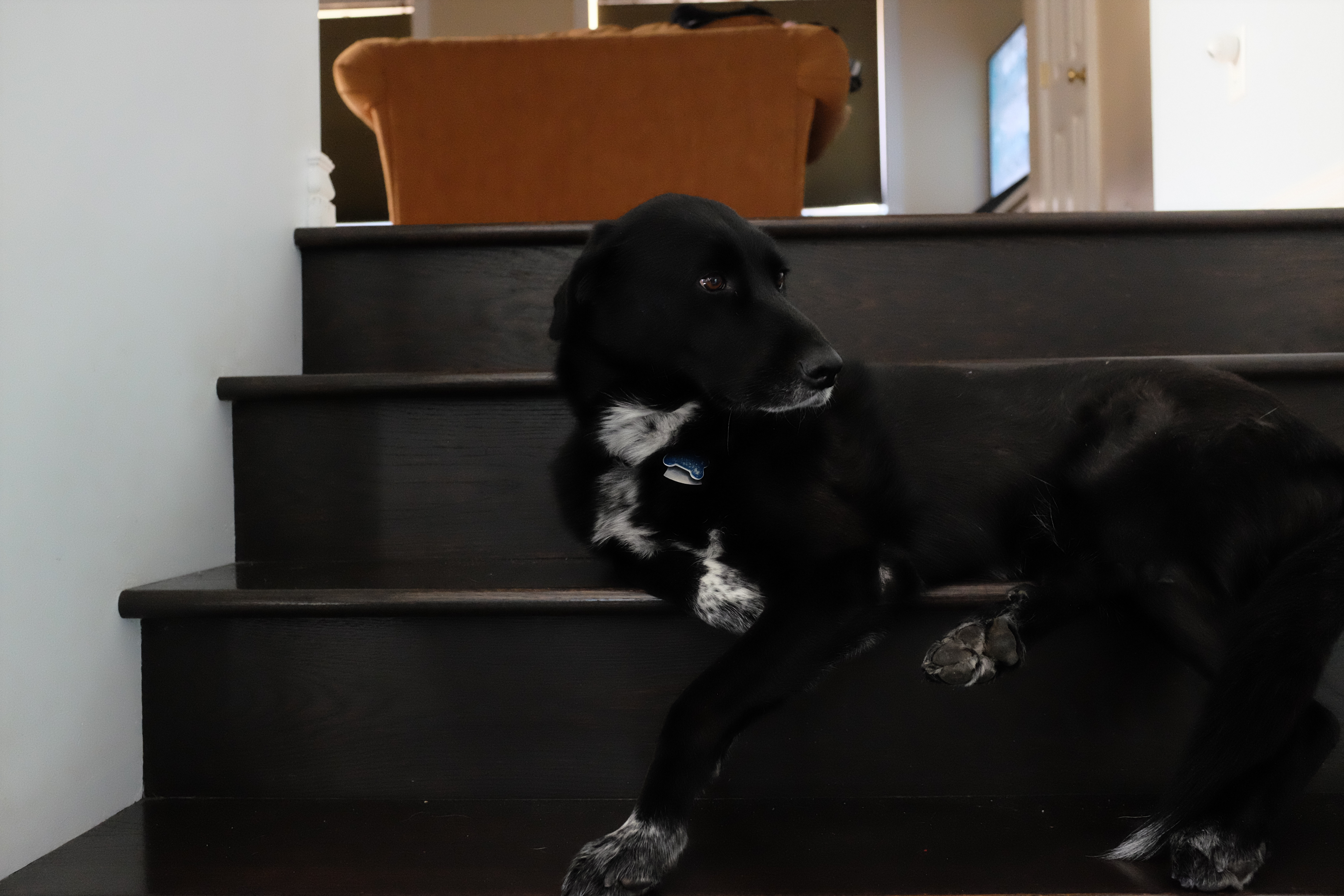 A black dog, a lab and border collie mix, lies on her side on a dark wooden staircase, with her legs tucked under her and sprawling over the edge of the stairs.