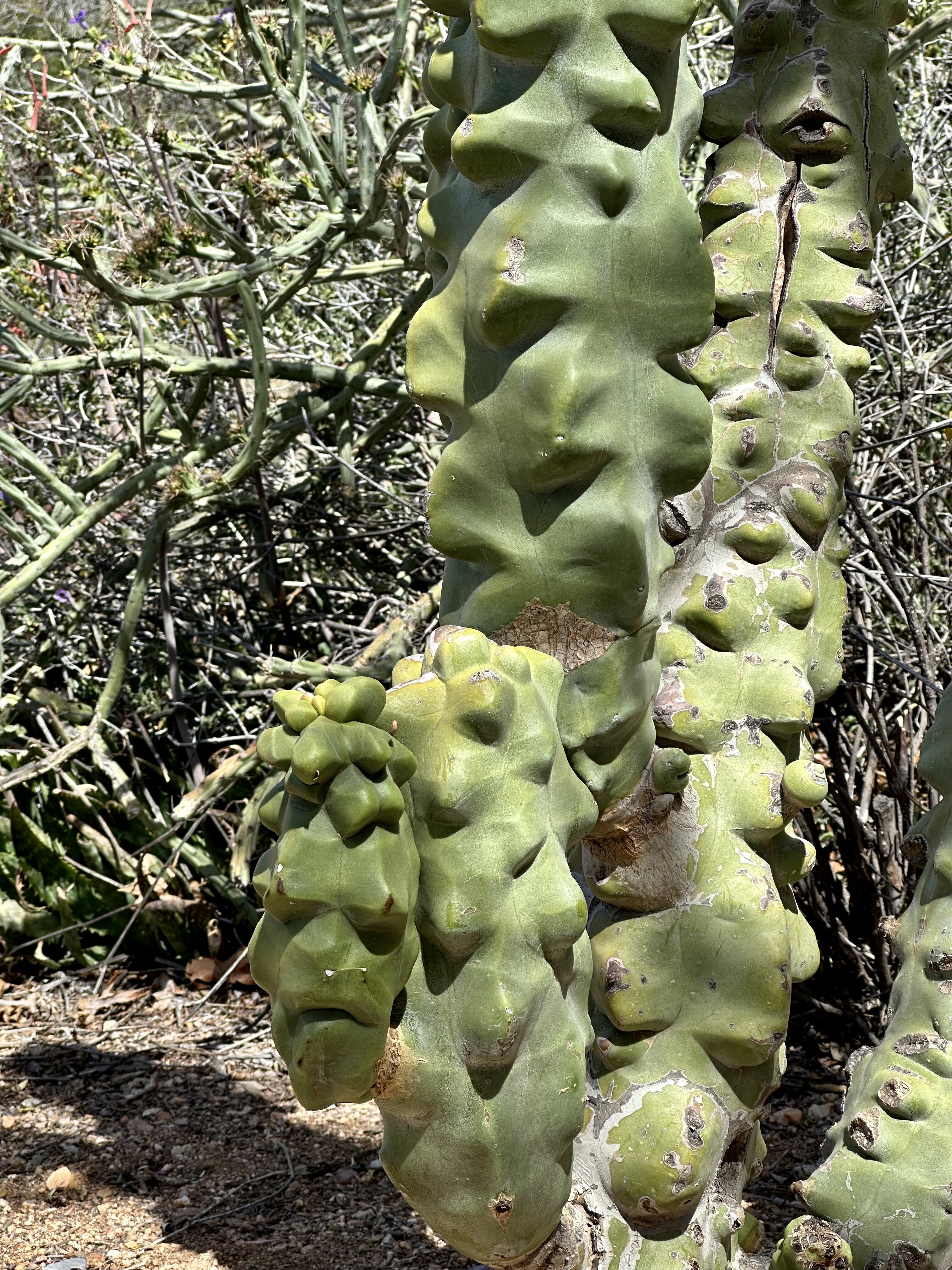 A green cactus of several vertical tubes, with large chunky smooth protrusions