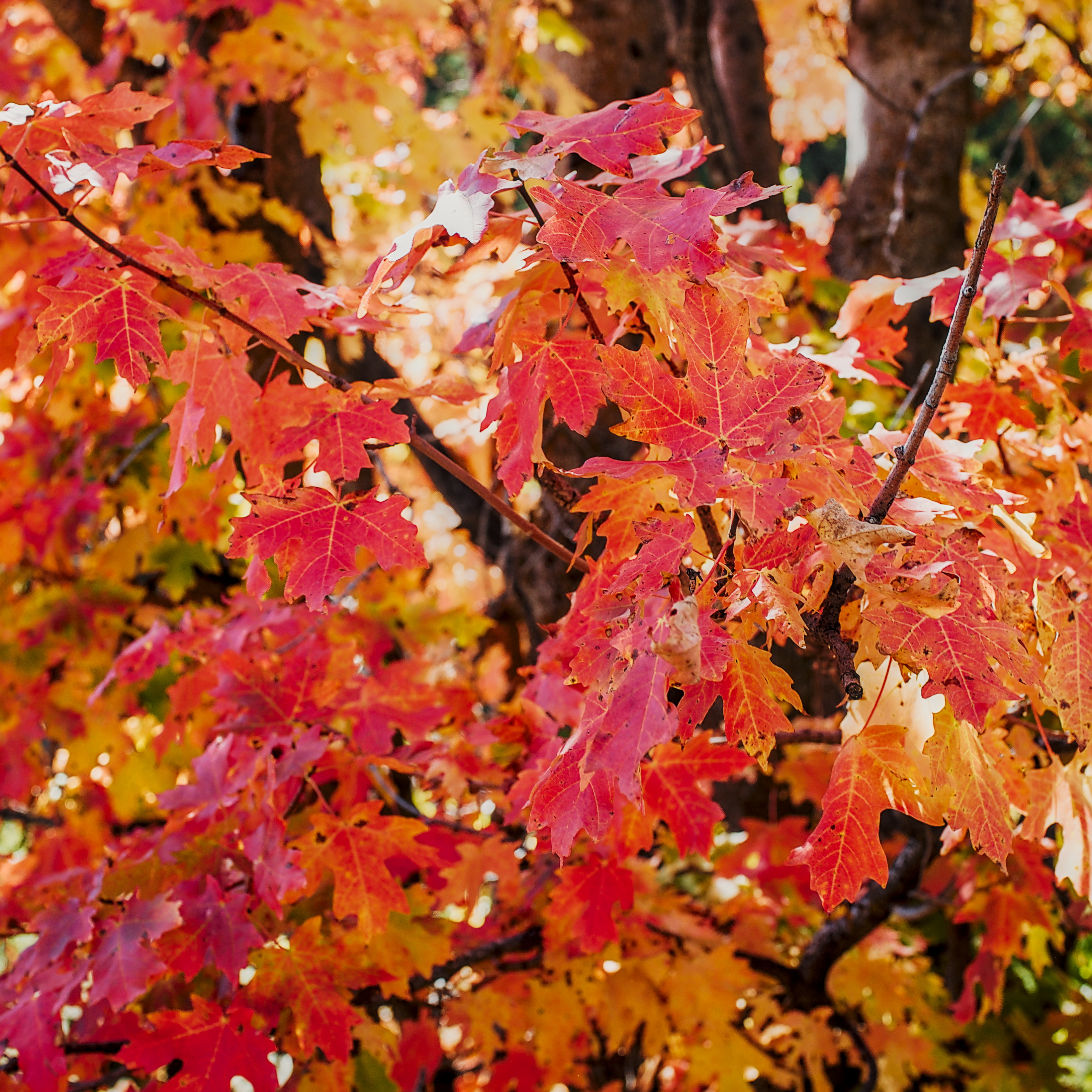 A closely-cropped photo of a vivid red and orange array of autumn maple leaves with a bit of sunlight and tree in the background.